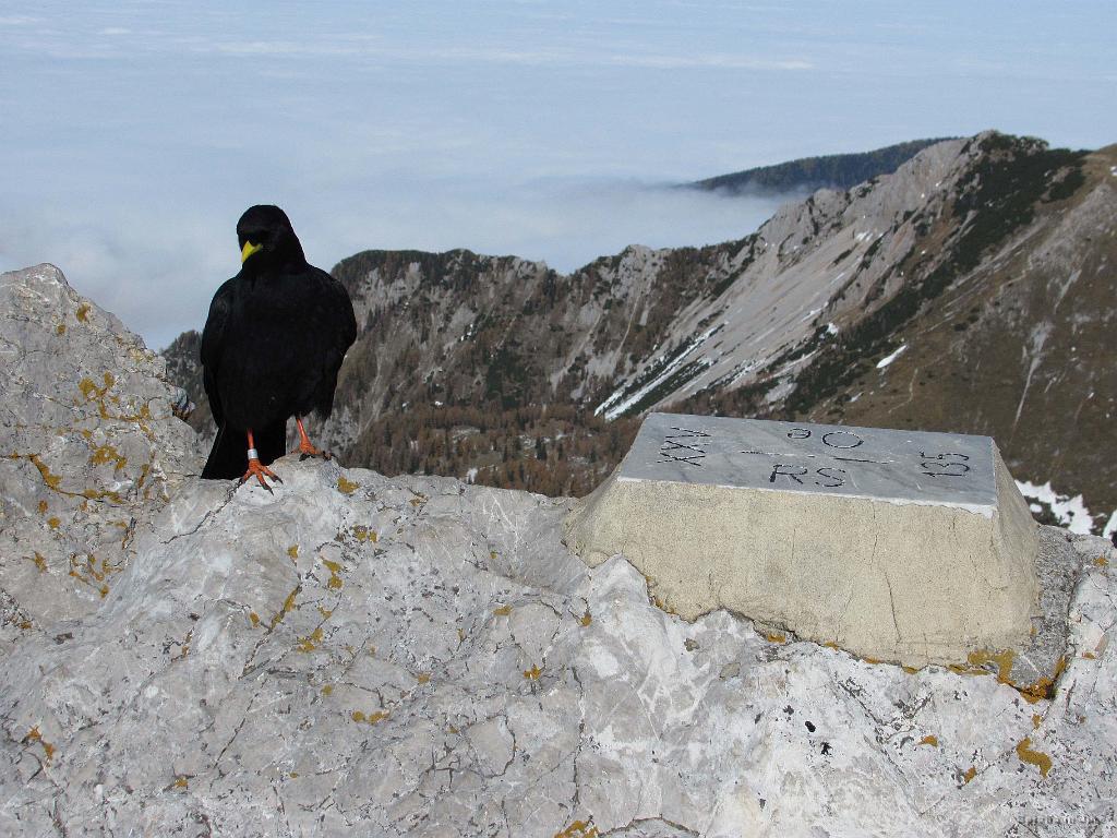 Slika_38.jpg - Na vrhu Stola je bilo zopet pestro.