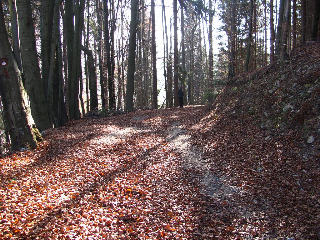 Slika_24.JPG - Lepota jesenskega gozda.