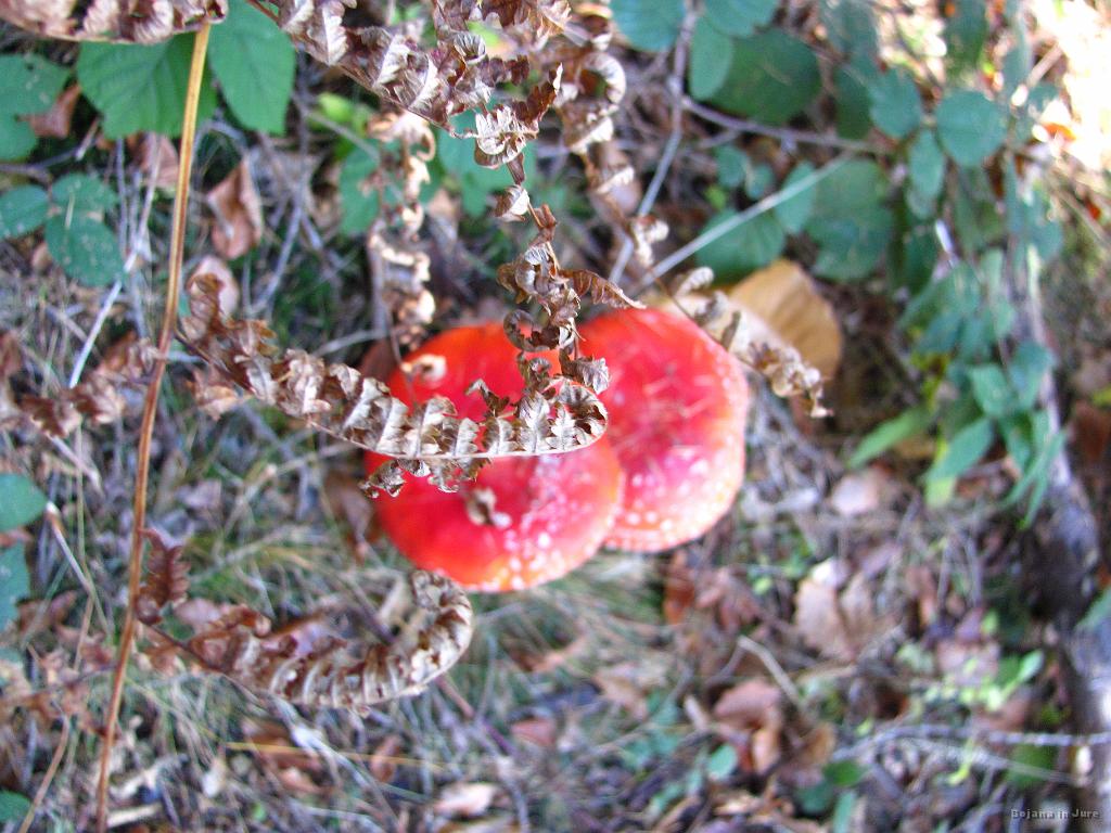 Slika_32.JPG - Utrinek.