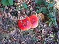 Slika_33