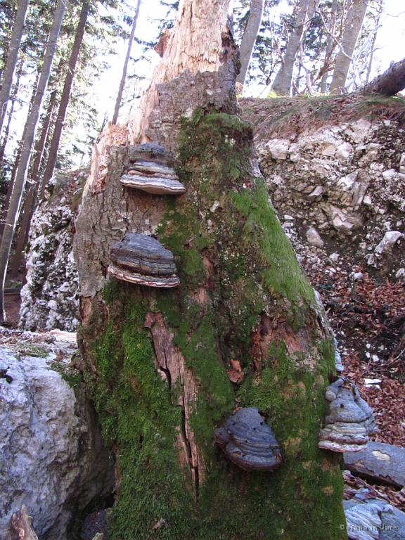 Slika_59.jpg - Utrinek.
