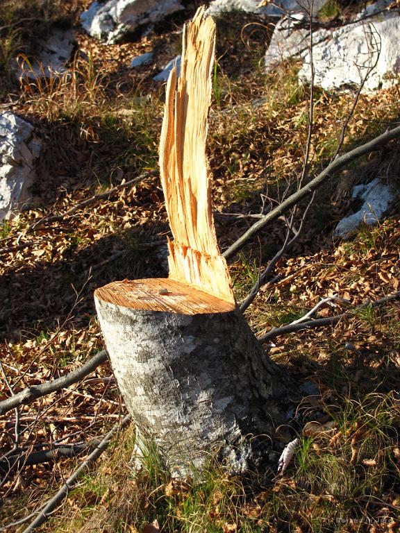Slika_73.jpg - Tale.