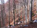 Slika_12