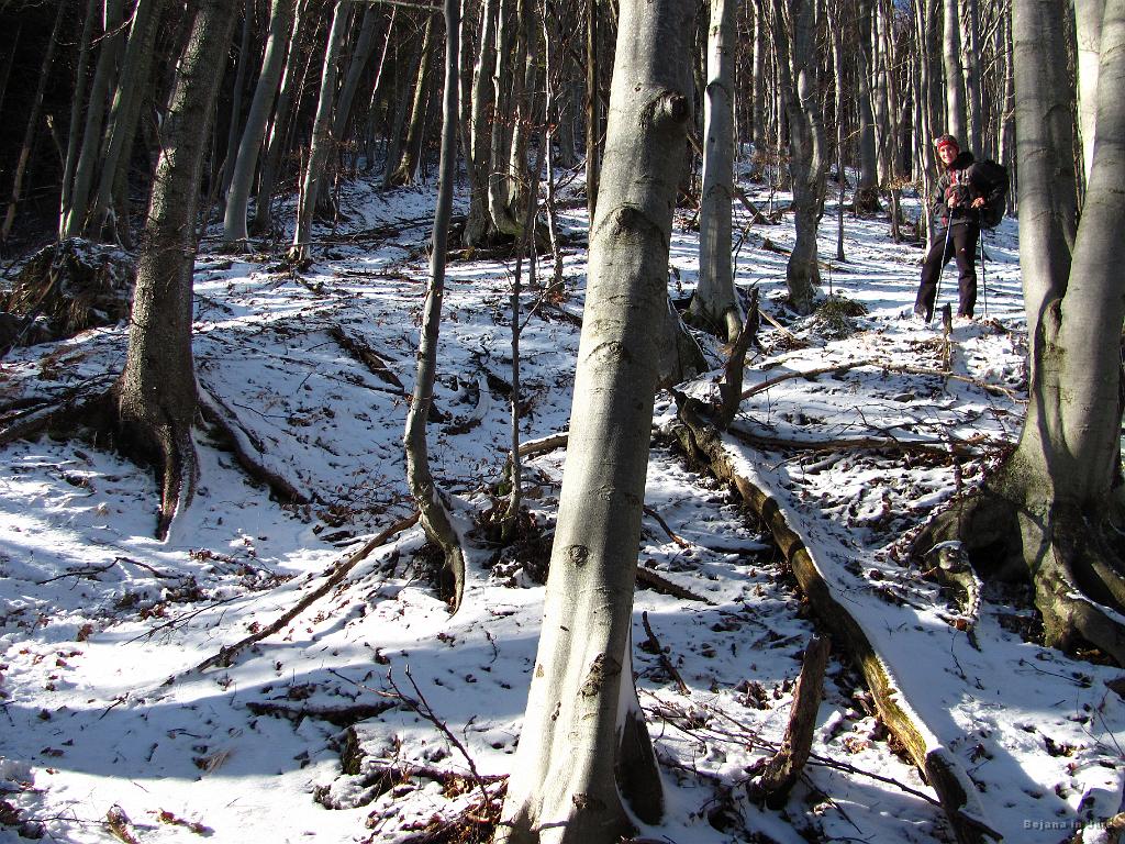 Slika_58.jpg - Prebijanje skozi gozd je bilo zaradi snega, blata in obilo podrtih dreves pravi podvig.