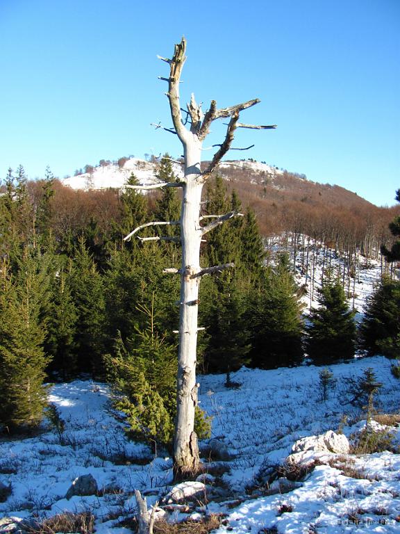 Slika_44.jpg - Človeški ekvivalent tega prizora bi bila miloška Venera.