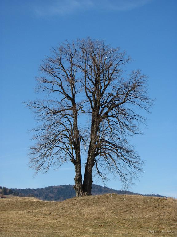 Slika_32.jpg - Osamelec v bližini domačij Slabe in Rihar nad Podlipo.