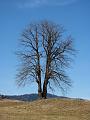 Slika_32