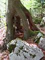 Slika_47