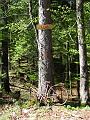 Slika_48