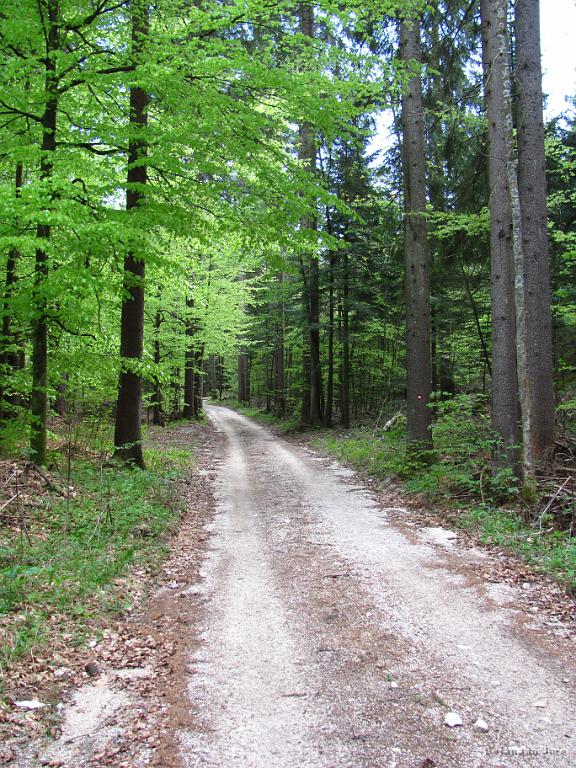Slika_66.jpg - Lepa gozdna cesta nas vodi nazaj.