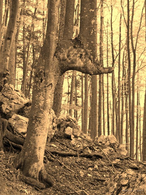 Slika_07.jpg - Umetnija narave.
