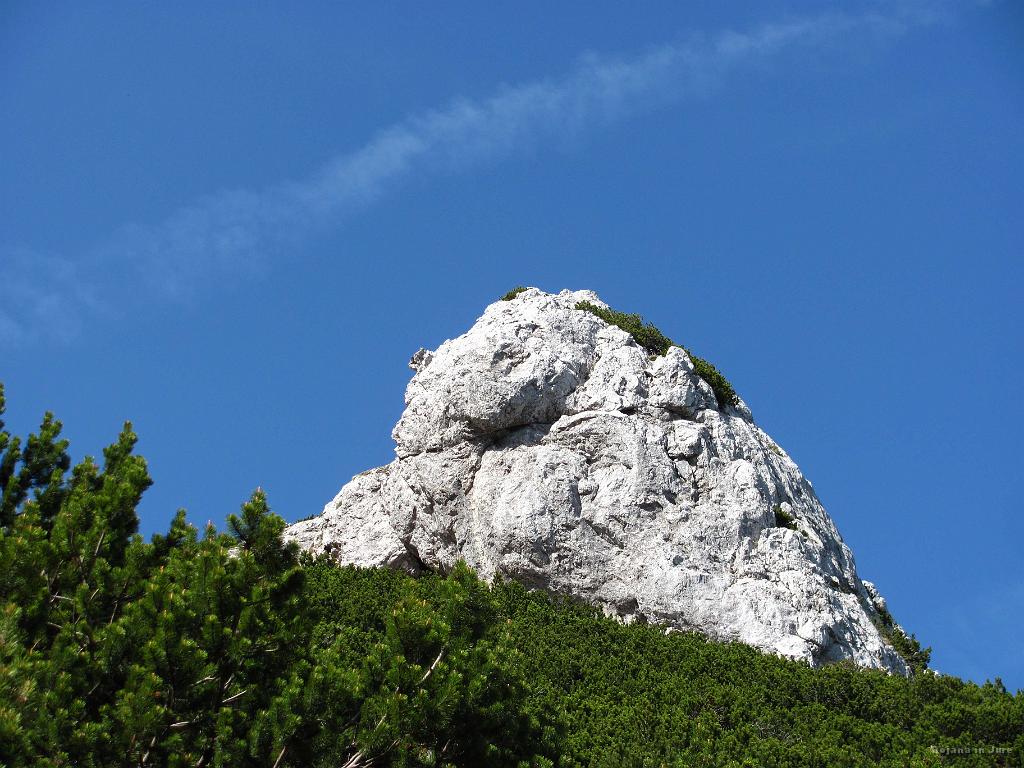 Slika_47.jpg - Osamelec. Nekaj takega sva slikala že v Suhem Ruševju nad Zelenico.