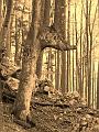 Slika_07