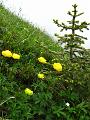 Slika_41