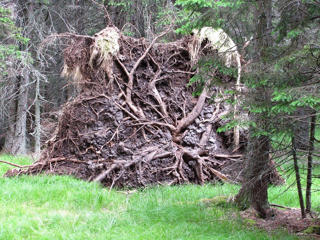 Slika_113.jpg - Pogled na drevo, kot ga poznajo krti. Če ne bi bilo tako temno pod zemljo, seveda.