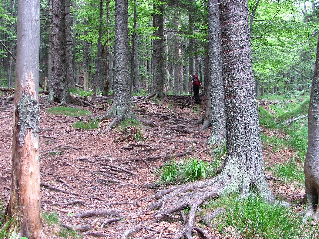 Slika_117.jpg - Gremo gor, gremo gor.