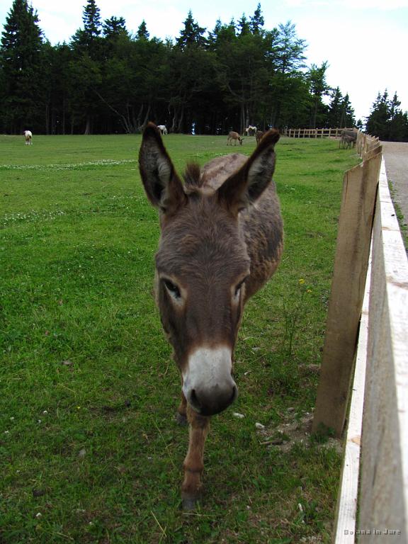 Slika_151.jpg - Osel 1.