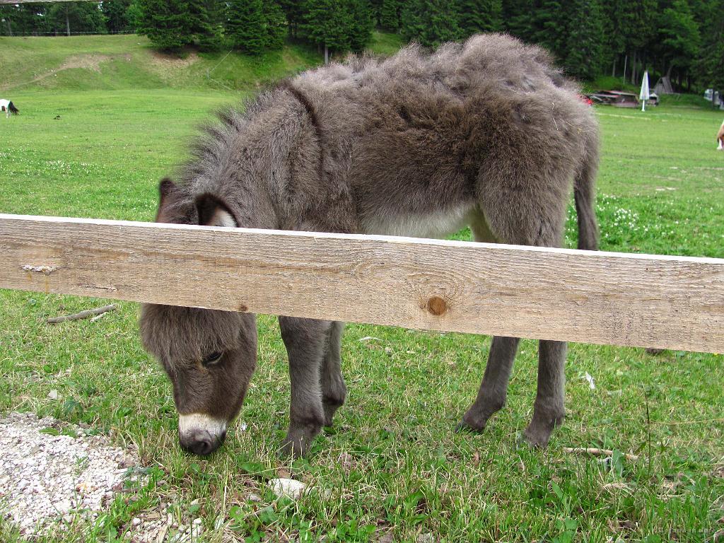 Slika_154.jpg - Pa še mali osliček.