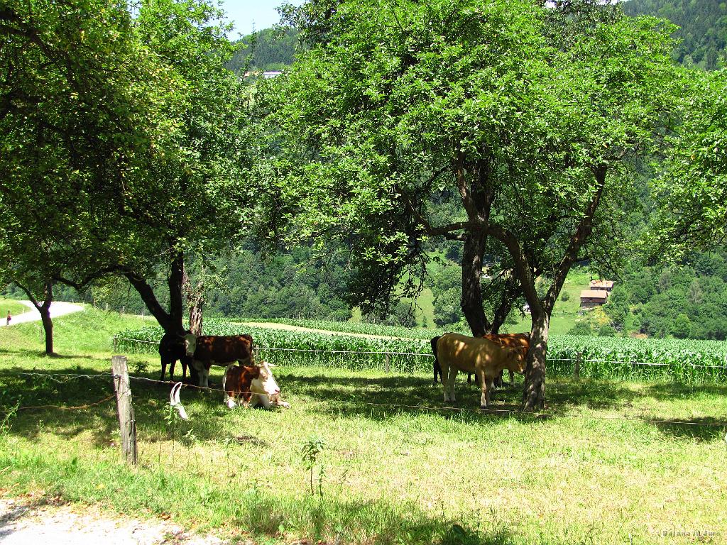 Slika_269.jpg - Pametne krave.
