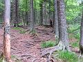 Slika_117
