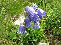 Slika_169