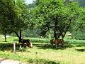Slika_269