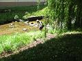 Slika_289