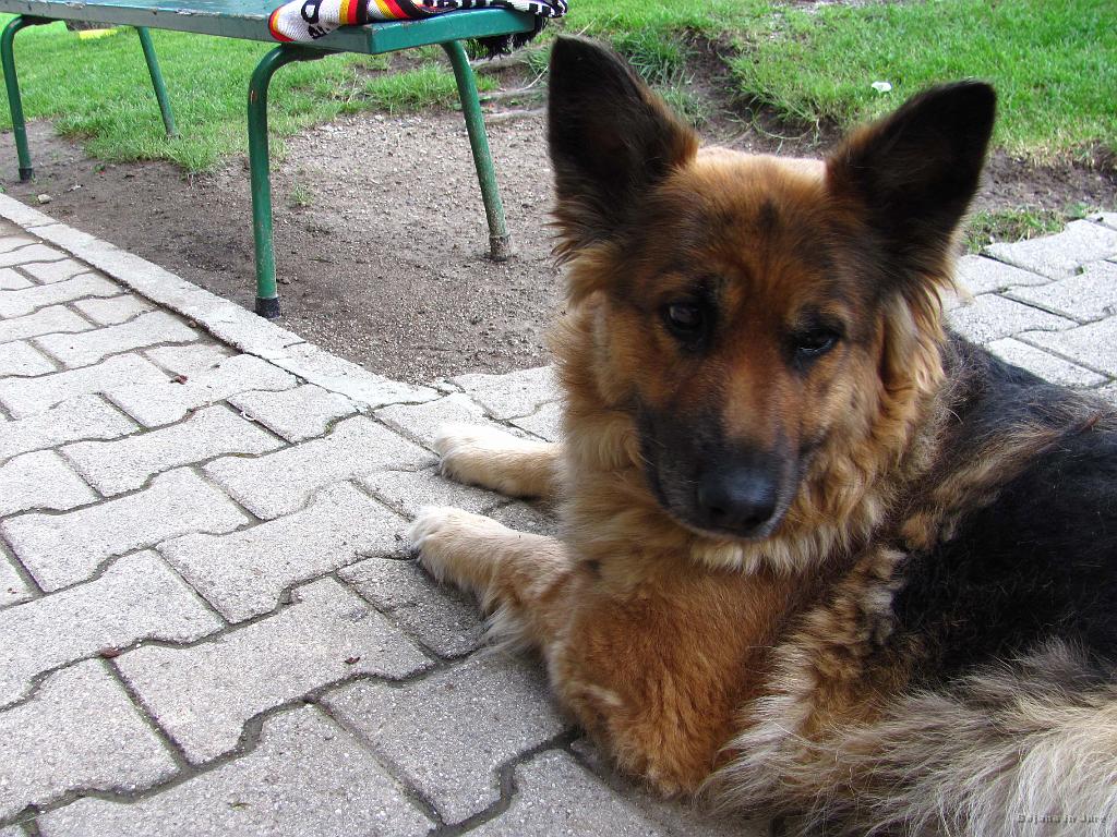 Slika_32.jpg - Domač kuža.