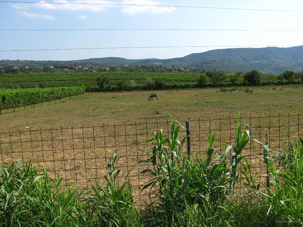 Slika_131.jpg - Kdo ugane, katera žival je to? Namig, ob štirih popoldne stoji na soncu. Osel, seveda.