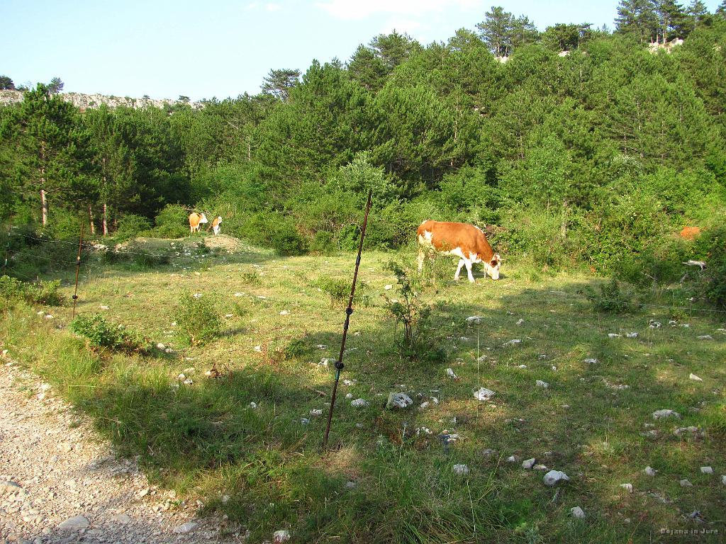 Slika_156.jpg - Ok, tu pa postane zanimivo. Pri teh kravicah se odcepita dve poti, ki sta se mi zdele povsem enakovredne, s tem, da je bila desna markirana z rdečimi puščicami. Ker sem vedela, da še vedno slediva označeni poti na zemljevidu, sem predvidevala, da je to pač to. No, prava pot je bila leva, zato sva šla tu vsak po svoje.