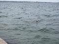 Slika_113