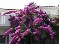 Slika_036