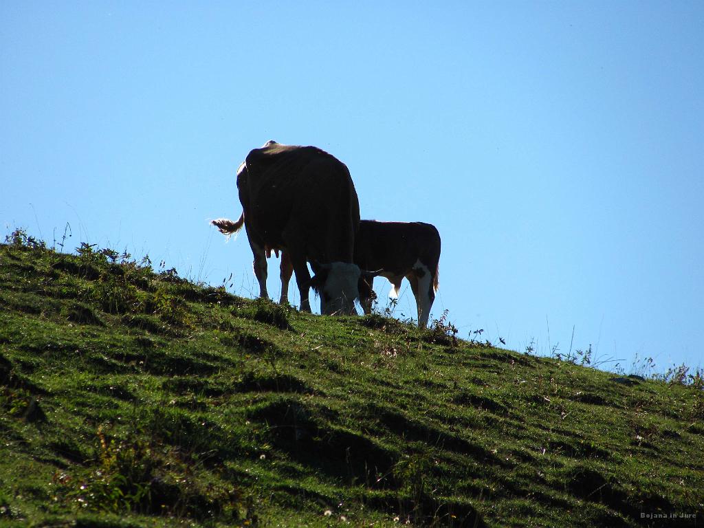 Slika_05.jpg - Mama in sine.