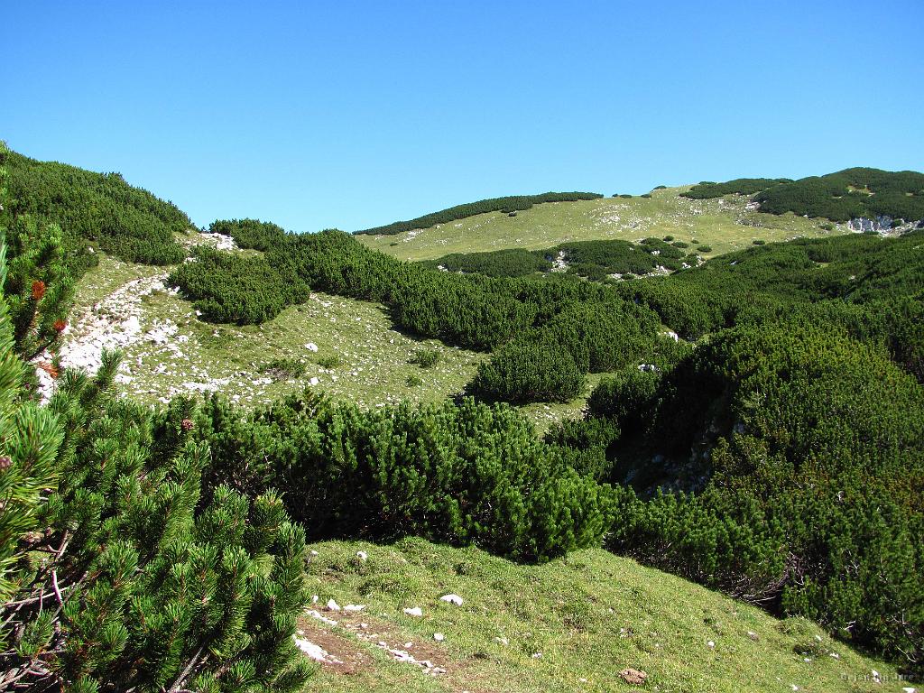Slika_31.jpg - Še malo više se ruševje umika travnikom.