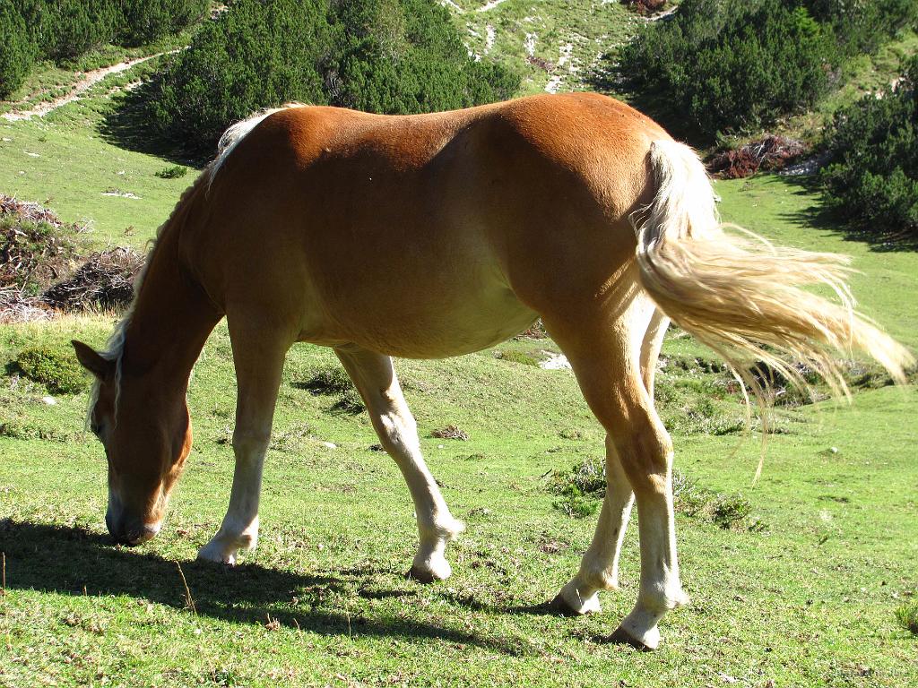 Slika_61.jpg - Skrivnost fig je razrešena! Na Dolgi njivi se je namreč paslo več konj. Ena izmed blondink.