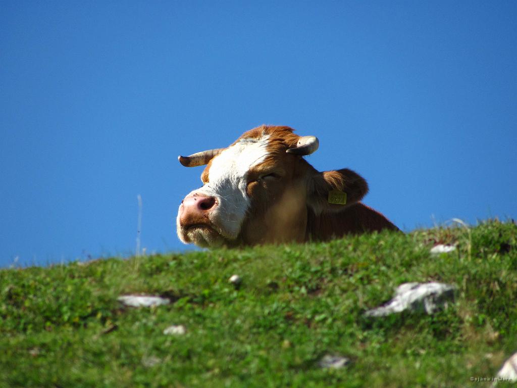 Slika_68.jpg - Nekatere pa so tako dremuckale.