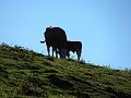 Slika_05