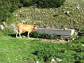 Slika_67