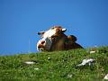 Slika_68