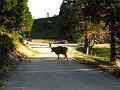 Slika_75