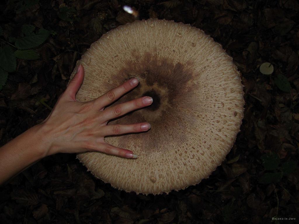 Slika_05.jpg - Morda ta slika še bolje kaže njeno velikost. Dežnikarice mislim :)