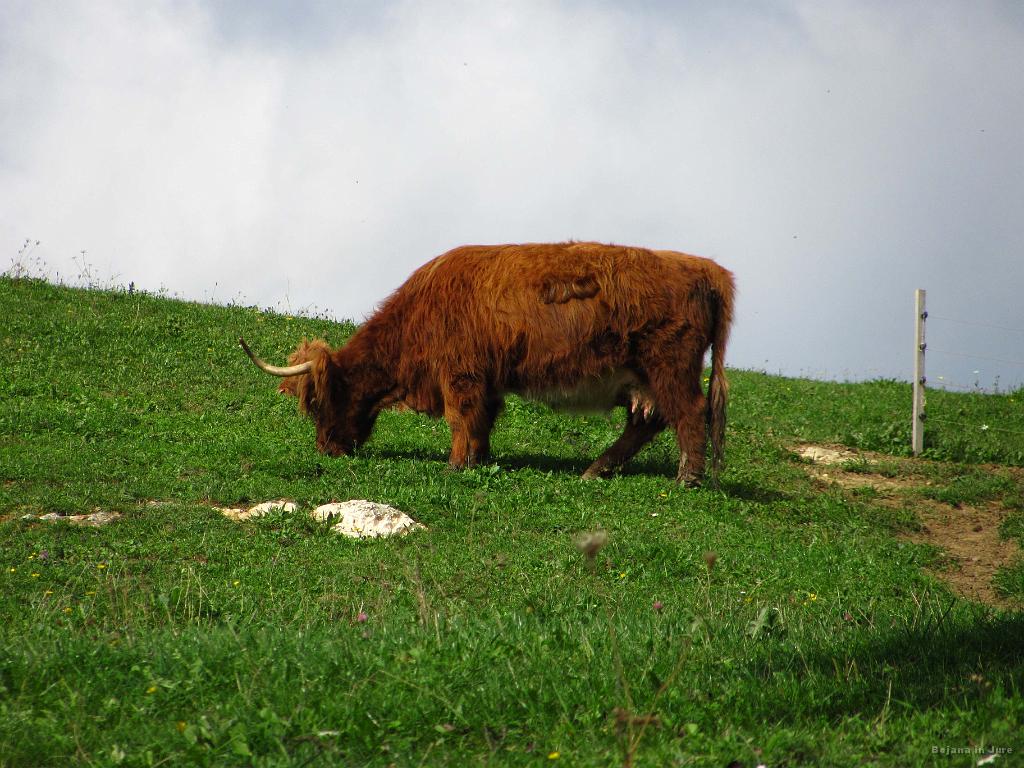 Slika_17.jpg - Kosmato, veliko, vendar povsem mirno.