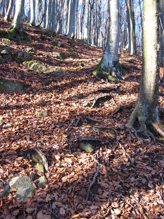 Slika_14.jpg - Tokrat se mi pa klanec sploh ni zdel nič posebenega. Bojani pa tudi ne.