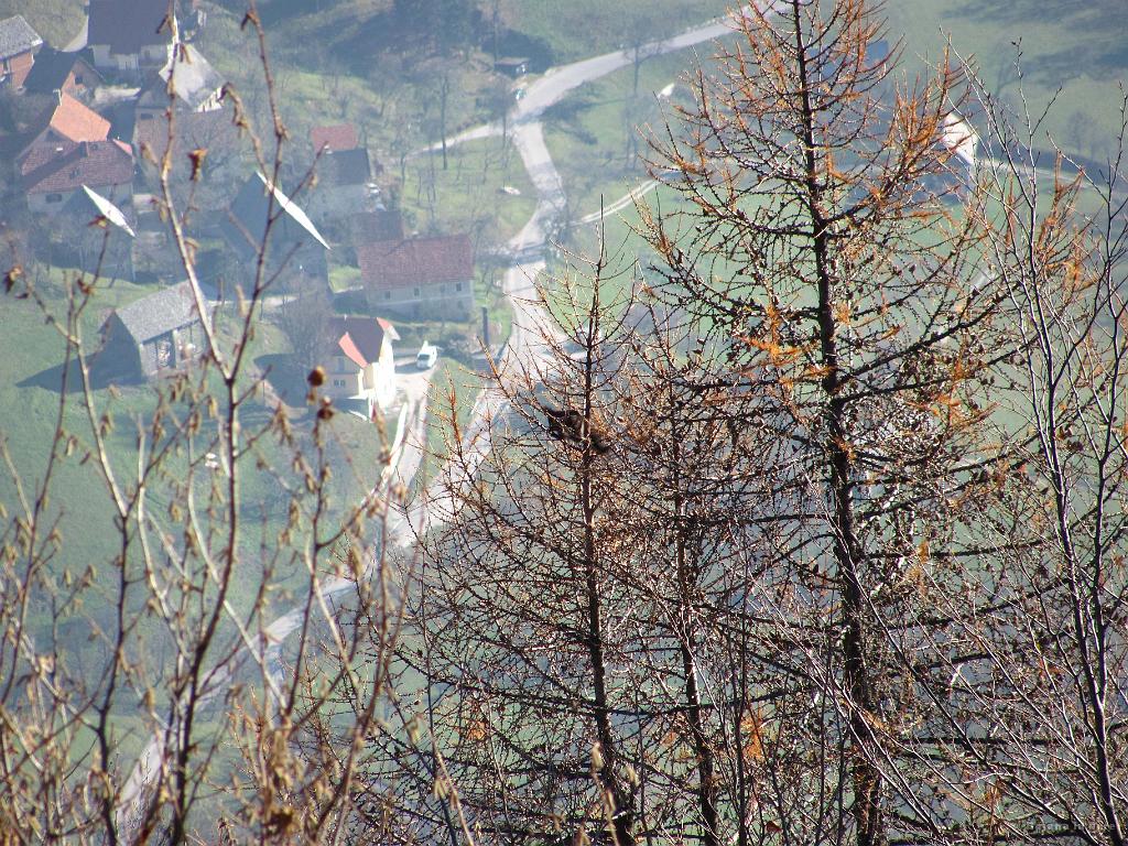 Slika_31.jpg - Med spustom s Kojce Bojana uzre veverico, ki seje očitno prišla malce pogreti.