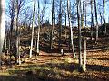 Slika_06