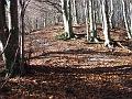 Slika_13