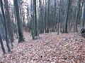 Slika_36