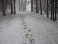 Slika_01