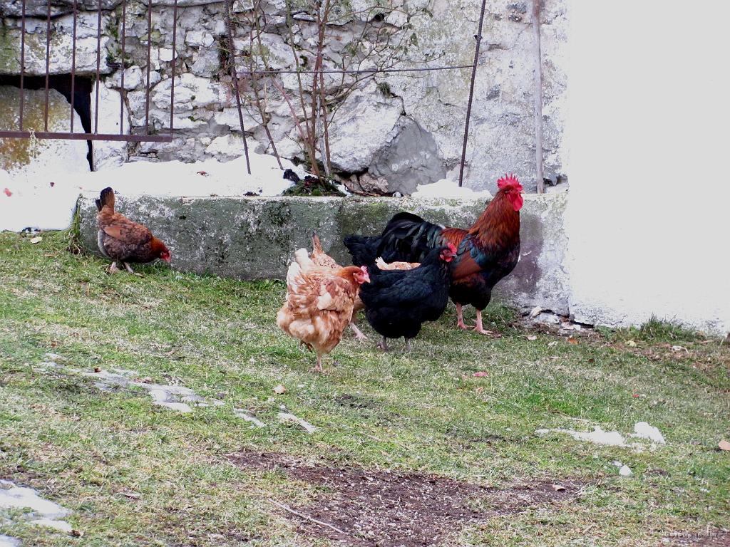 Slika_55.jpg - Pri prvi hiši so doma vsaj kure s svojim gospodarjem.