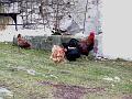 Slika_55